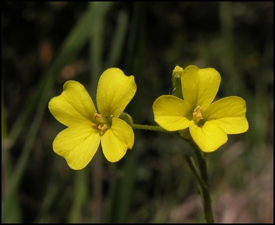 Bunias erucago, Sisymbrium officinale e Trifolium campestre